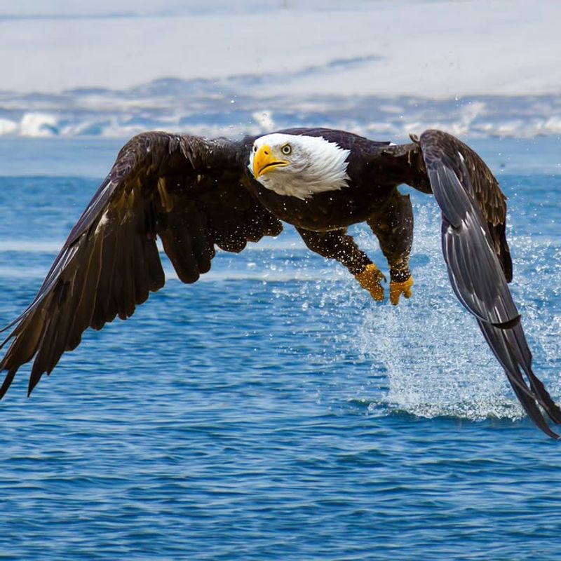 Bald Eagles (Haliaeetus leucocephalus)