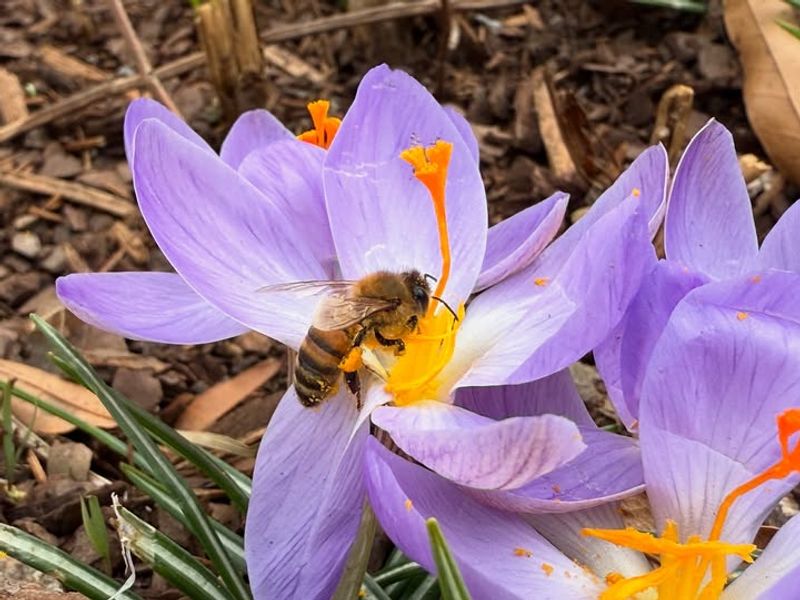 Honey Bees (Apis Mellifera)