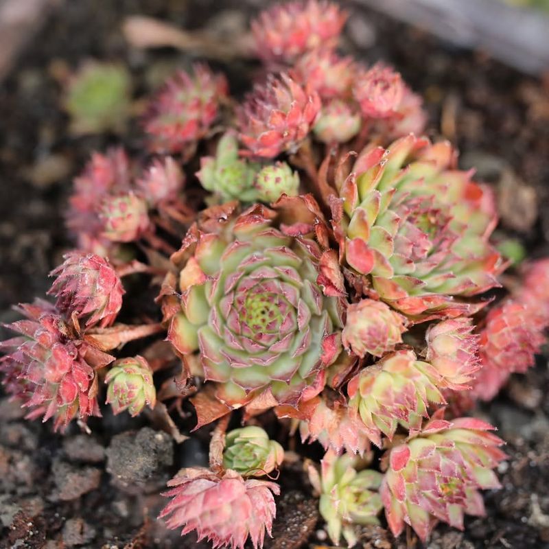 Sempervivum Tectorum (Hens and Chicks)