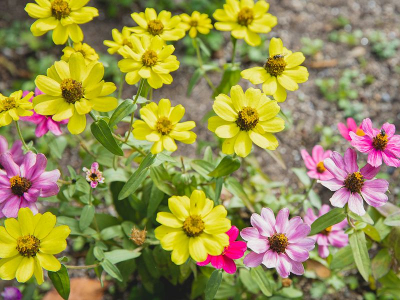 Maintain Your Wildflower Patch Through The Seasons
