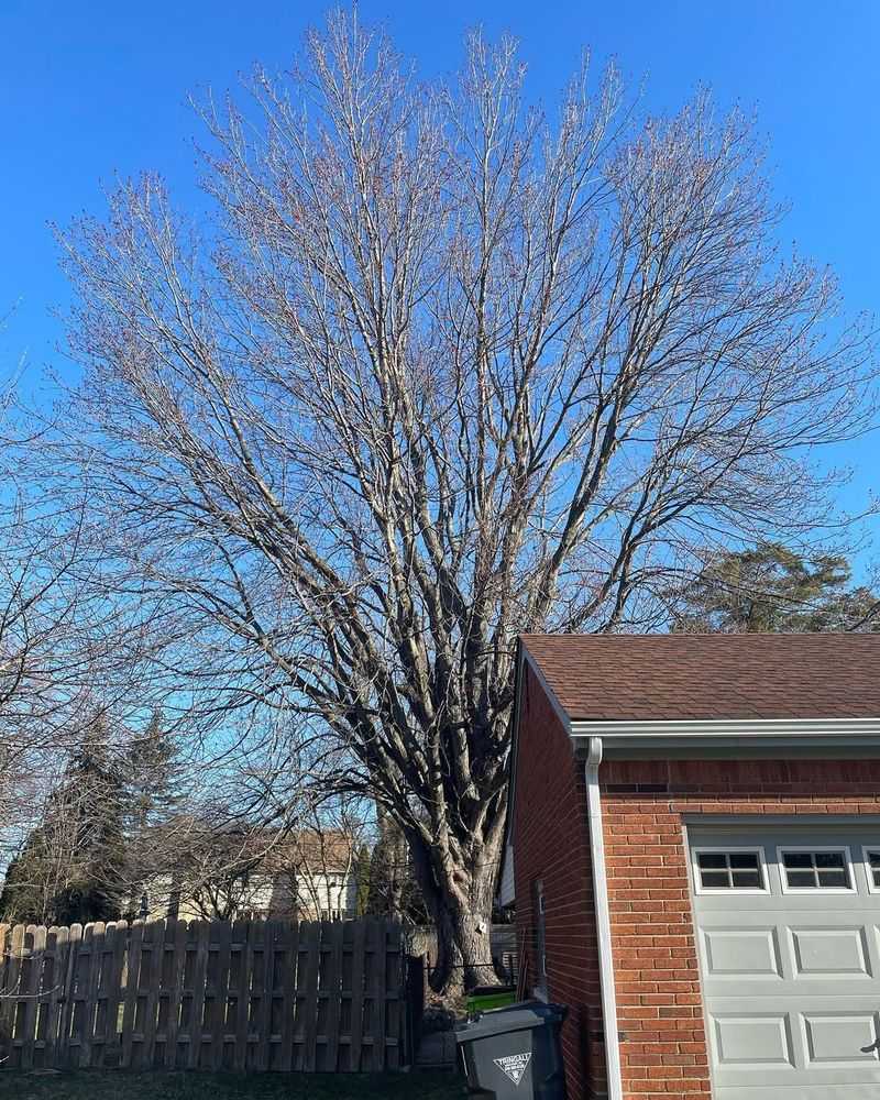 Neglecting To Trim Overhanging Tree Branches
