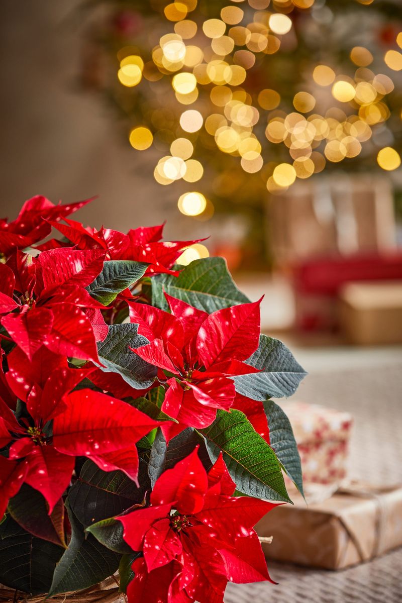 Placing Poinsettias Near Drying Fireplaces