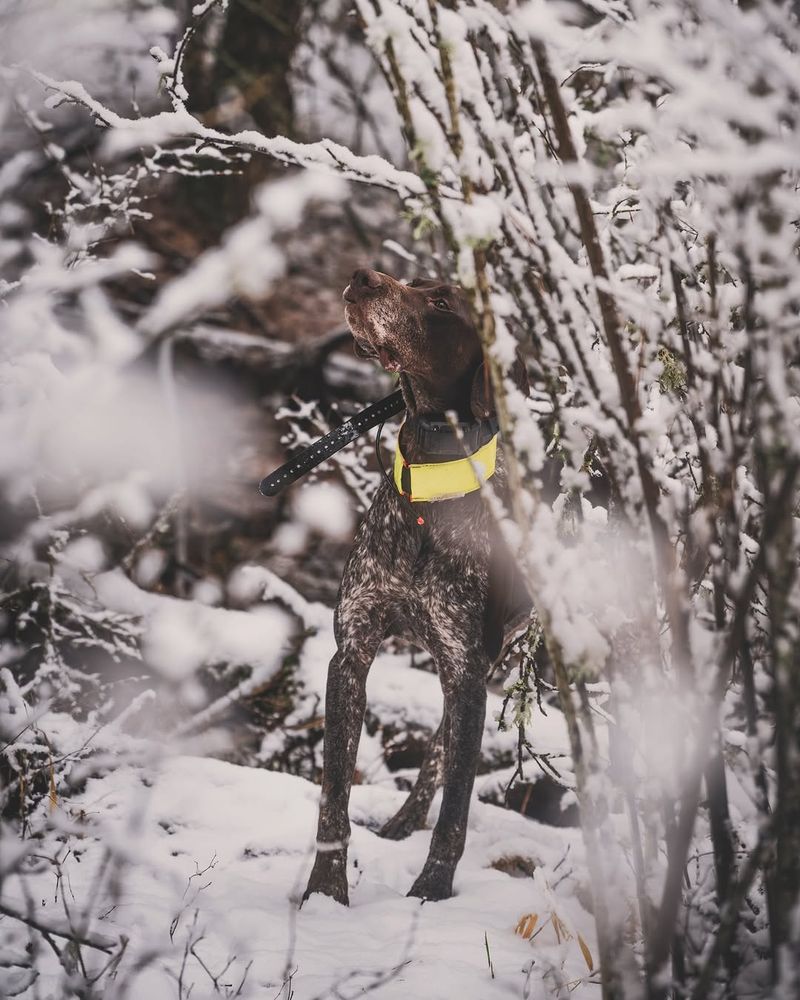Not Checking For Hidden Yard Hazards Under Snow