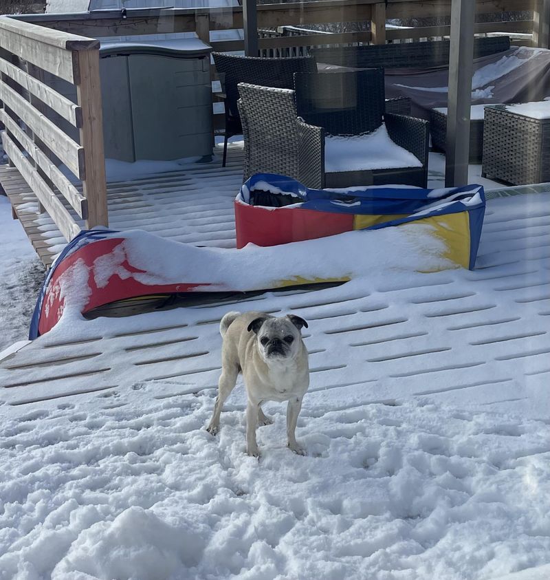 Not Cleaning Up Pet Waste Promptly In Cold Weather