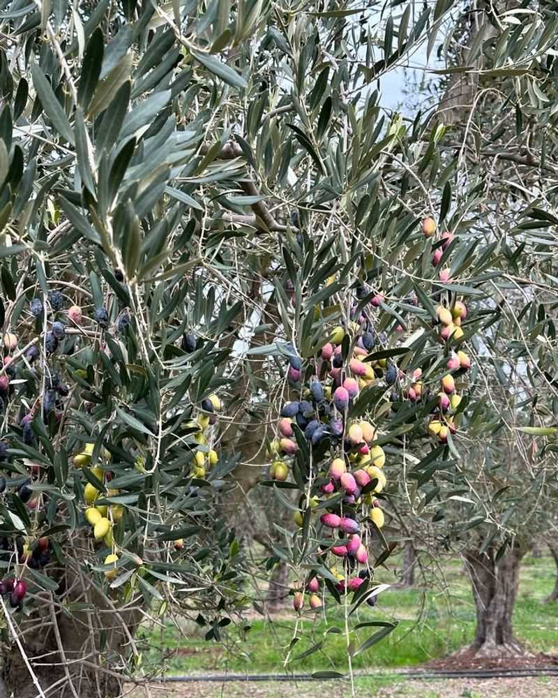 Olive Trees