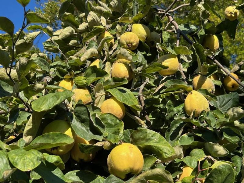 Quince Trees Are Highly Susceptible To Fire Blight