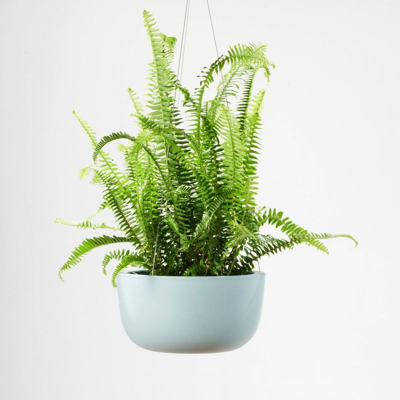 Boston Fern (Nephrolepis Exaltata)
