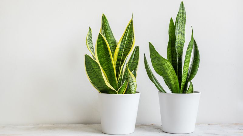 Snake Plant