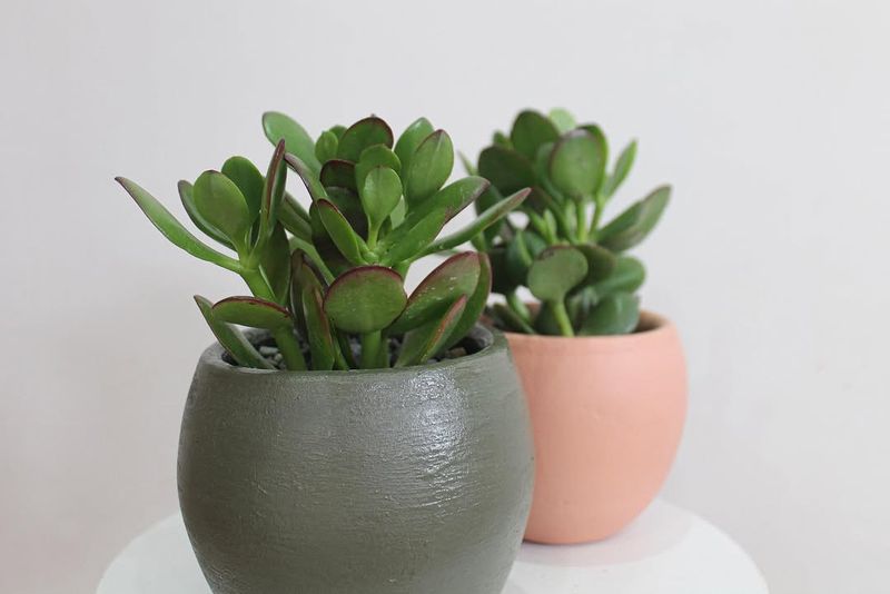 Jade Plant