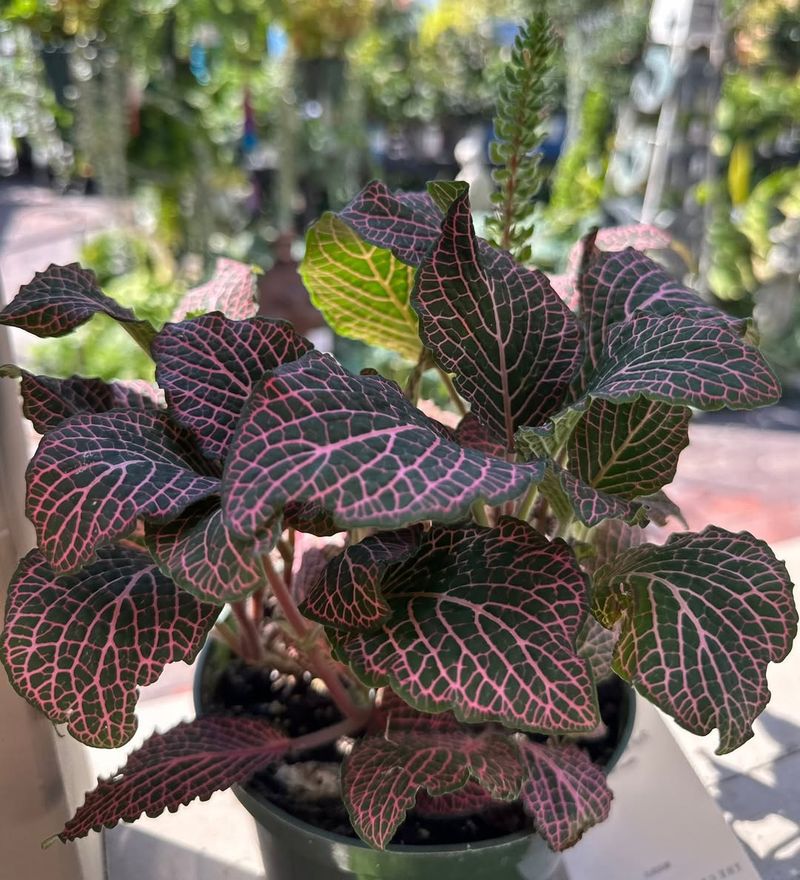 Fittonia