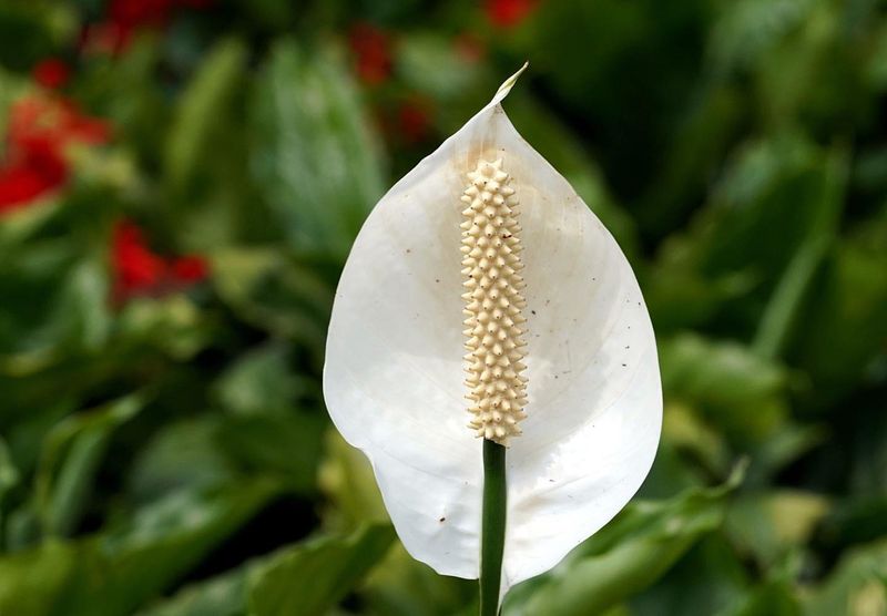 Peace Lily