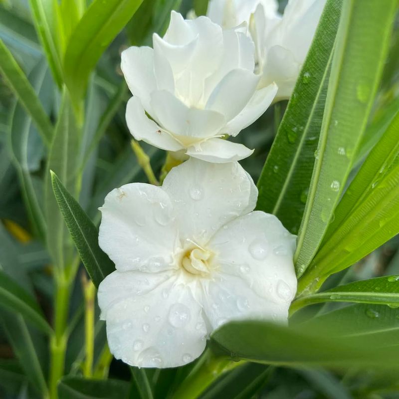 Historical Uses Were Both Helpful And Harmful