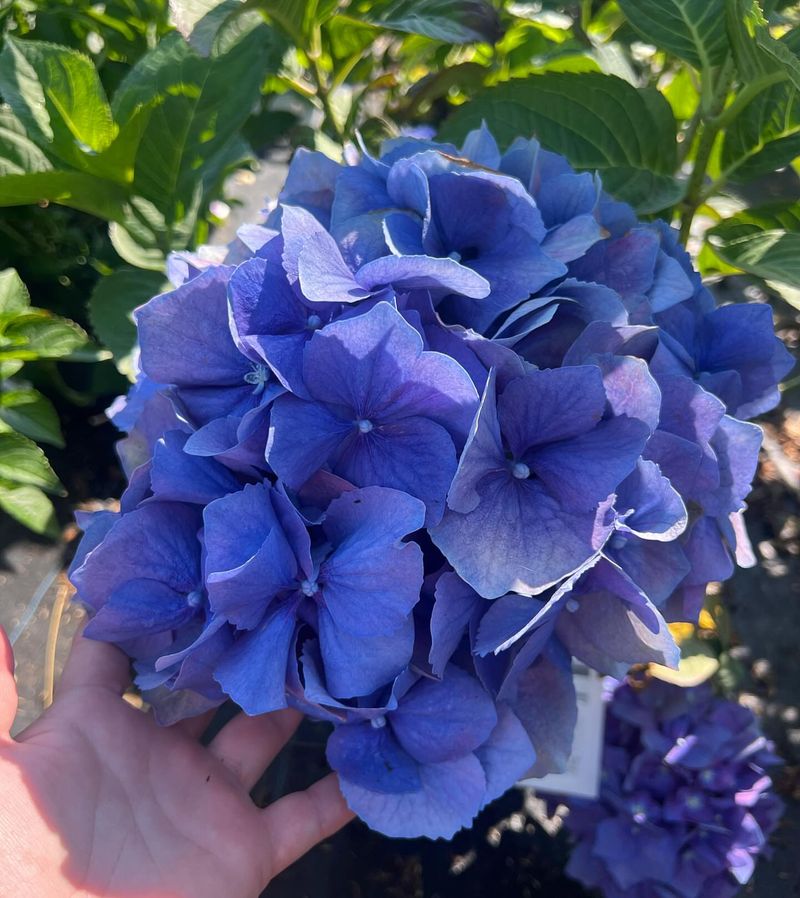 Fertilizer Use Is More Common Than Before