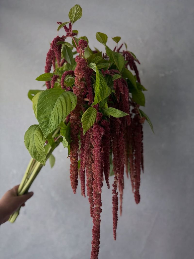 The Amaranthus Colors Florida Couples Are Choosing Most