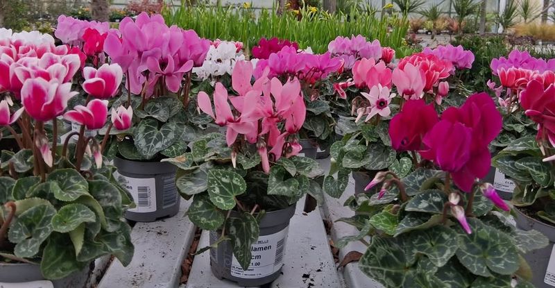 Cyclamen