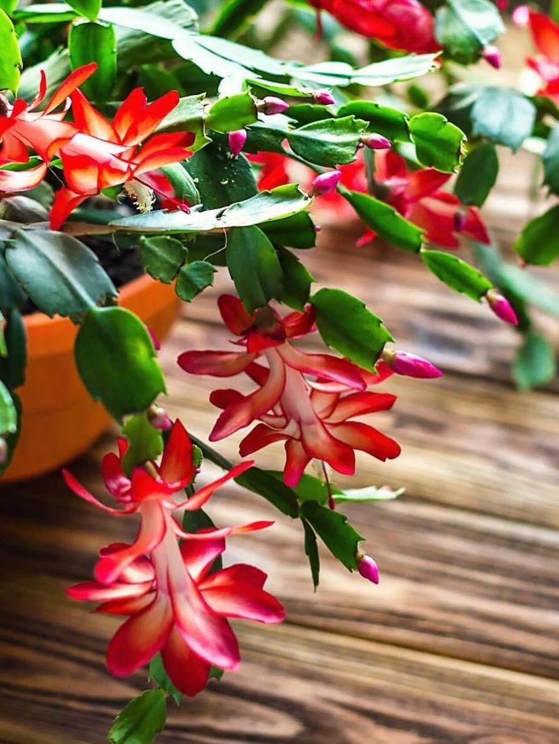 Christmas Cactus In Bloom