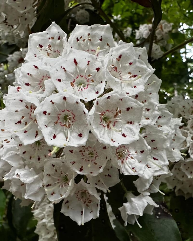 Mountain Laurel (Kalmia latifolia)