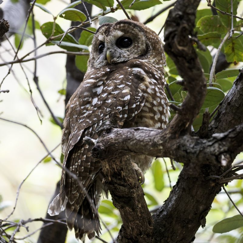 Mexican Spotted Owl