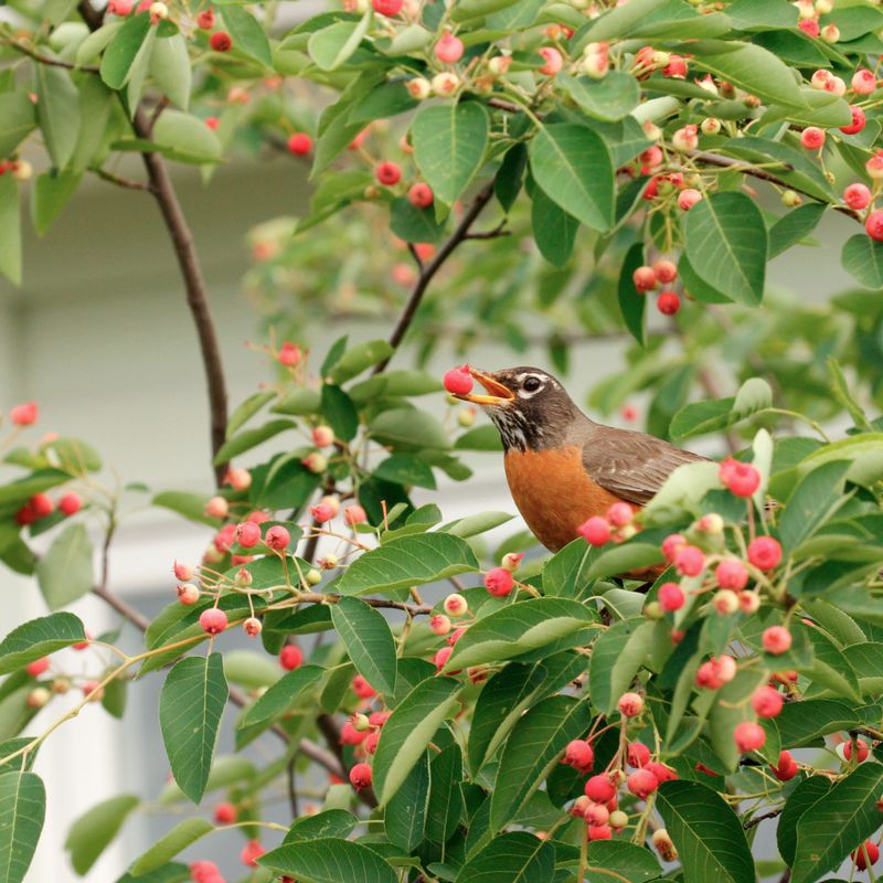 Serviceberry (Amelanchier Arborea)