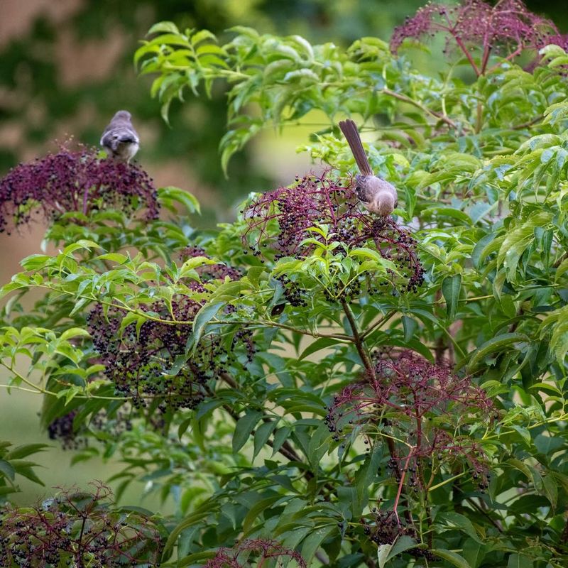 Elderberry Shrubs