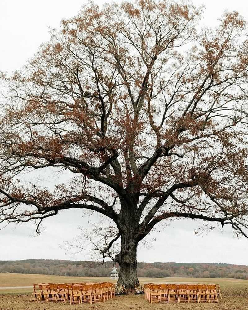 White Oak