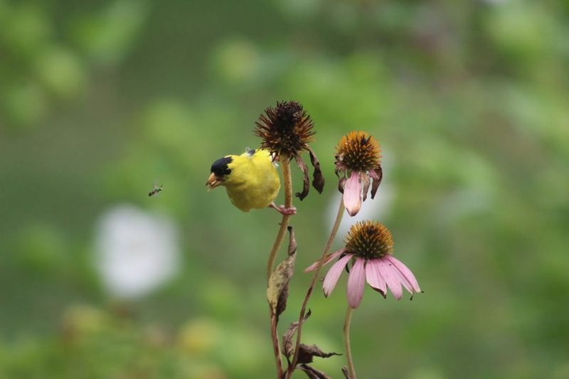 Purple Coneflower (Echinacea purpurea)