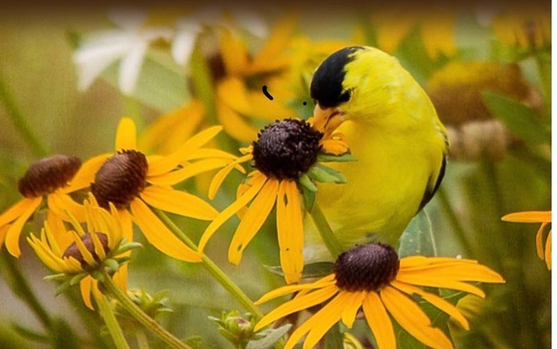 Black-Eyed Susan (Rudbeckia hirta)