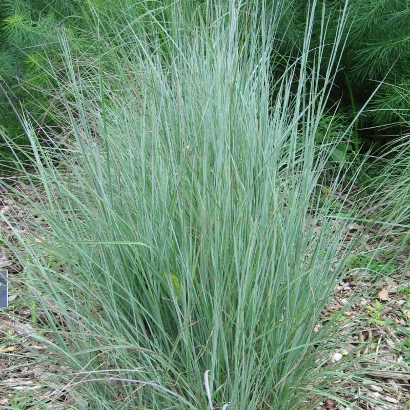 Little Bluestem (Schizachyrium Scoparium)