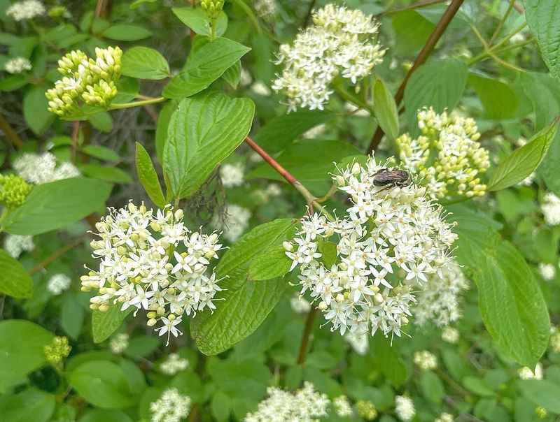 Red Osier Dogwood (Cornus Sericea)