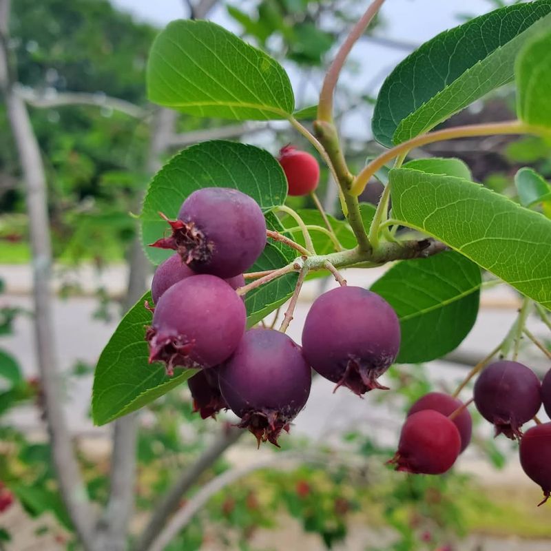 Serviceberry