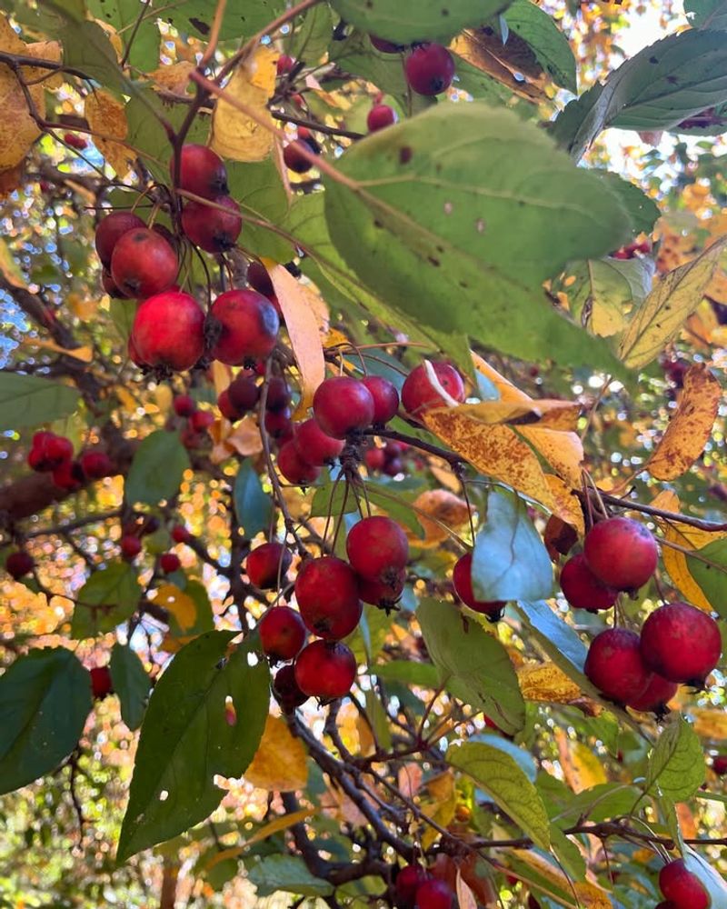 Crabapple Trees (Malus Species)