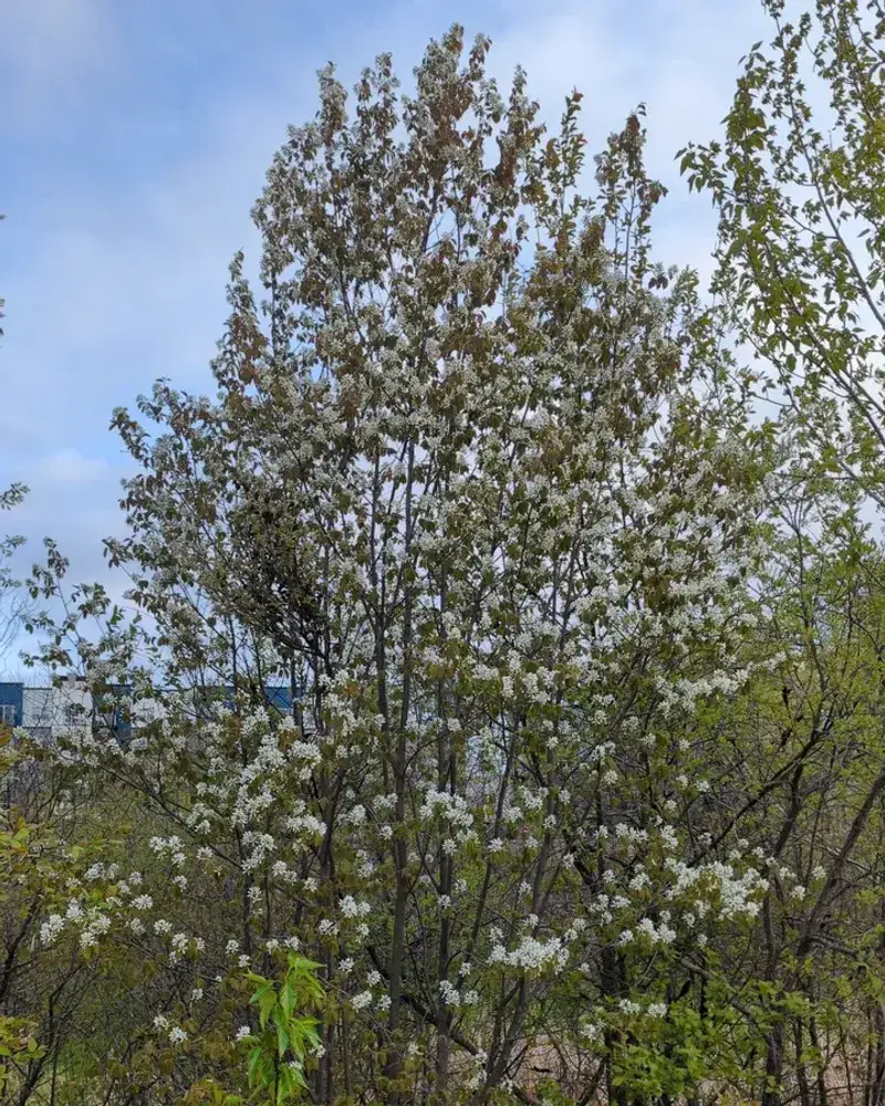 Serviceberry (Amelanchier Species)