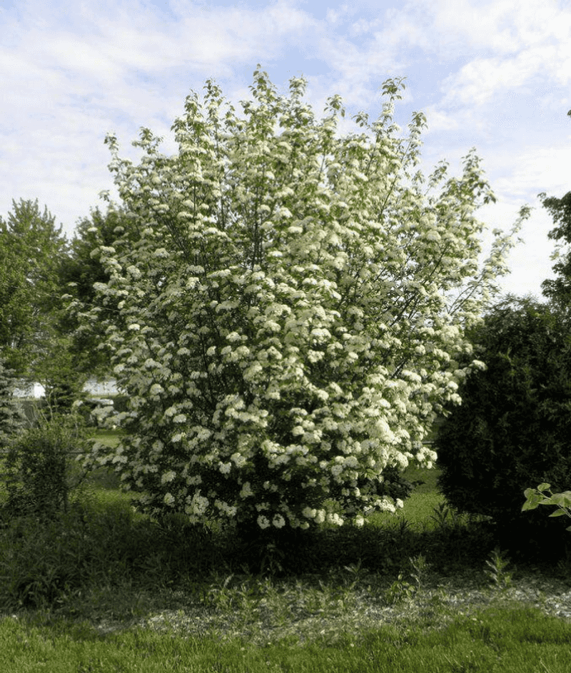 Blackhaw Viburnum