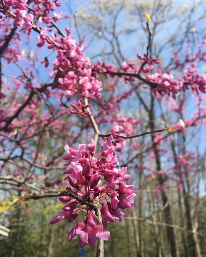 Eastern Redbud