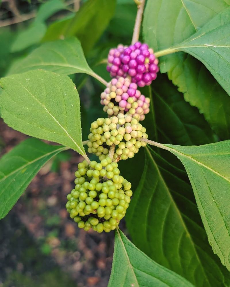 Beautyberry