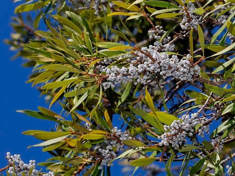 Southern Wax Myrtle (Morella Cerifera)