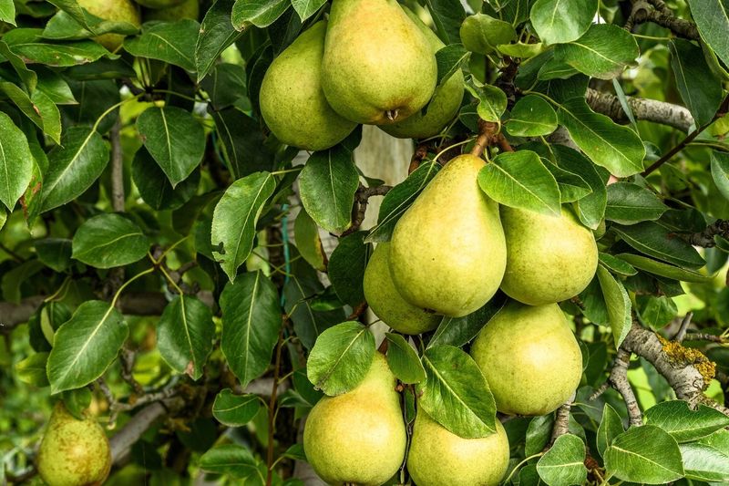 Pear (Pyrus Communis And Heirloom Varieties)
