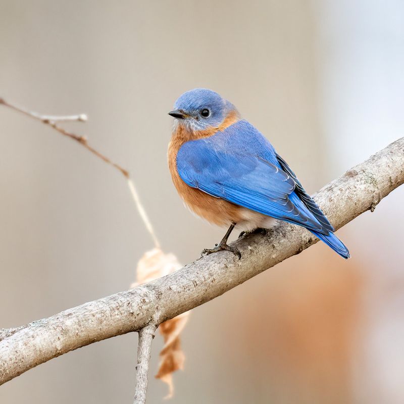 Eastern Bluebird