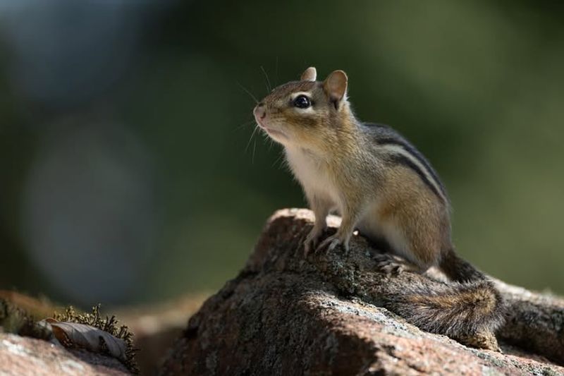 Eastern Chipmunk