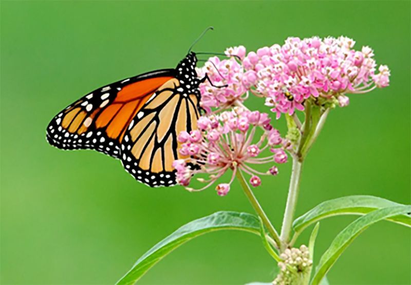 Monarch Butterfly