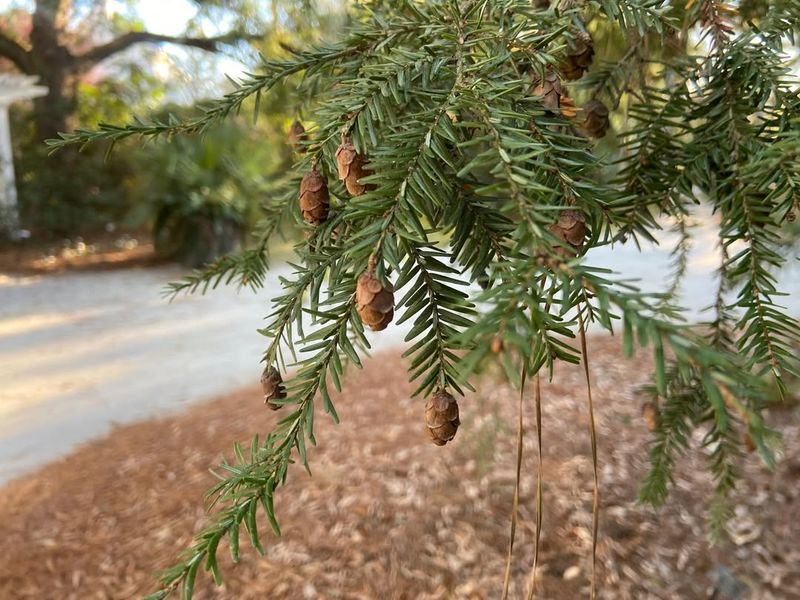 Eastern Hemlock