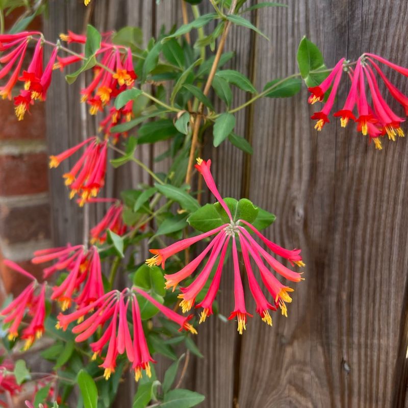 Coral Honeysuckle (Lonicera Sempervirens)