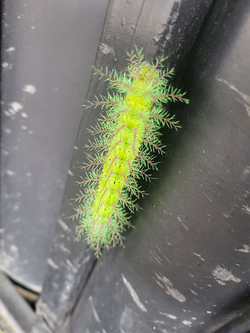 Bright Green Color Signals Danger