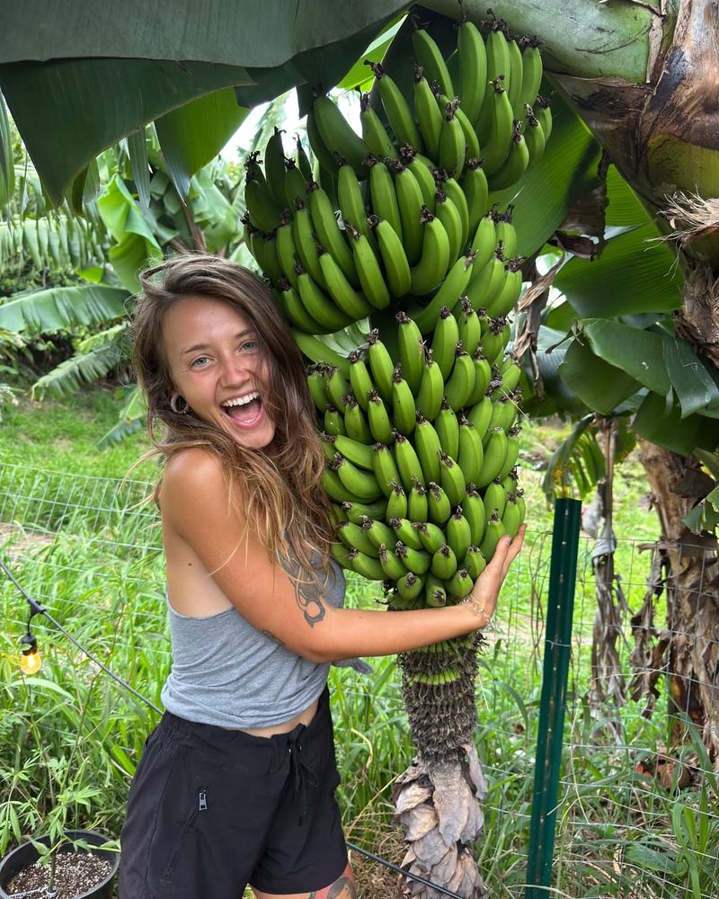 Bananas Provide Year-Round Abundance
