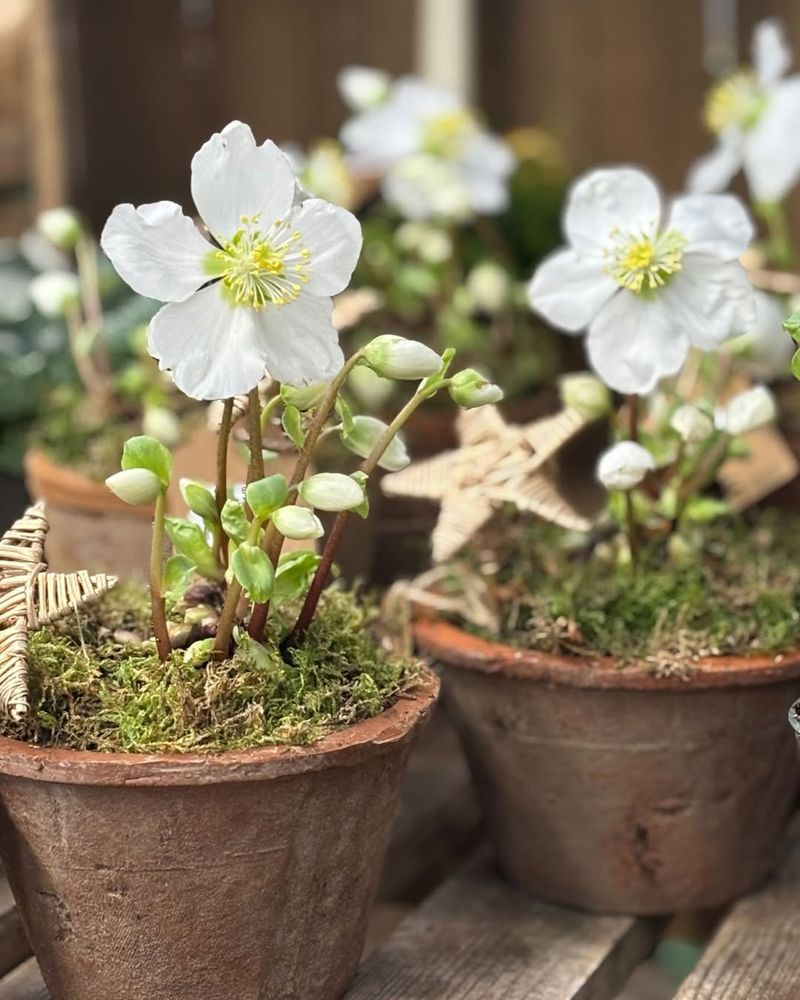 Hellebores