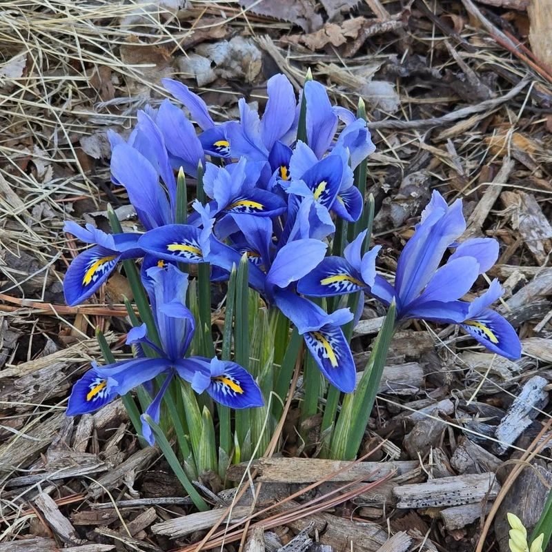 Iris Reticulata