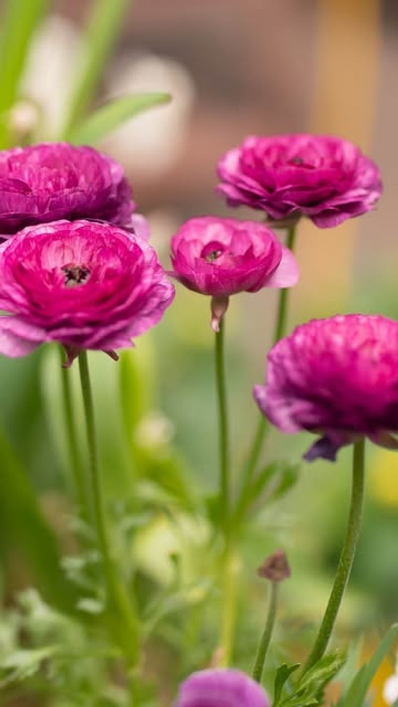 Ranunculus