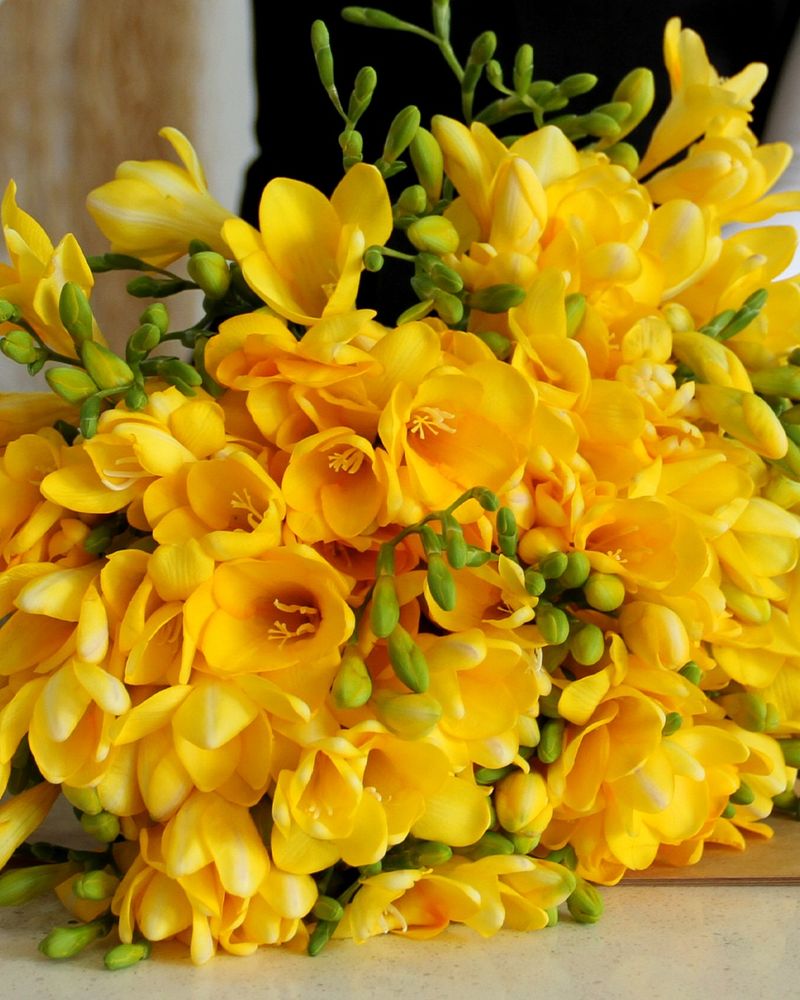 Freesias