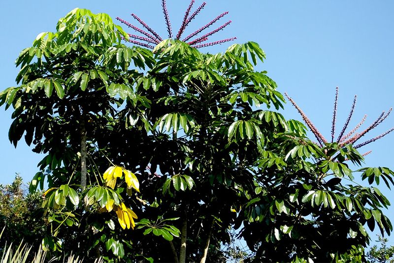 Umbrella Tree / Schefflera Actinophylla (Tree Form)