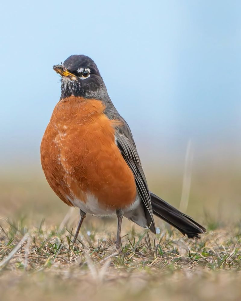 American Robin